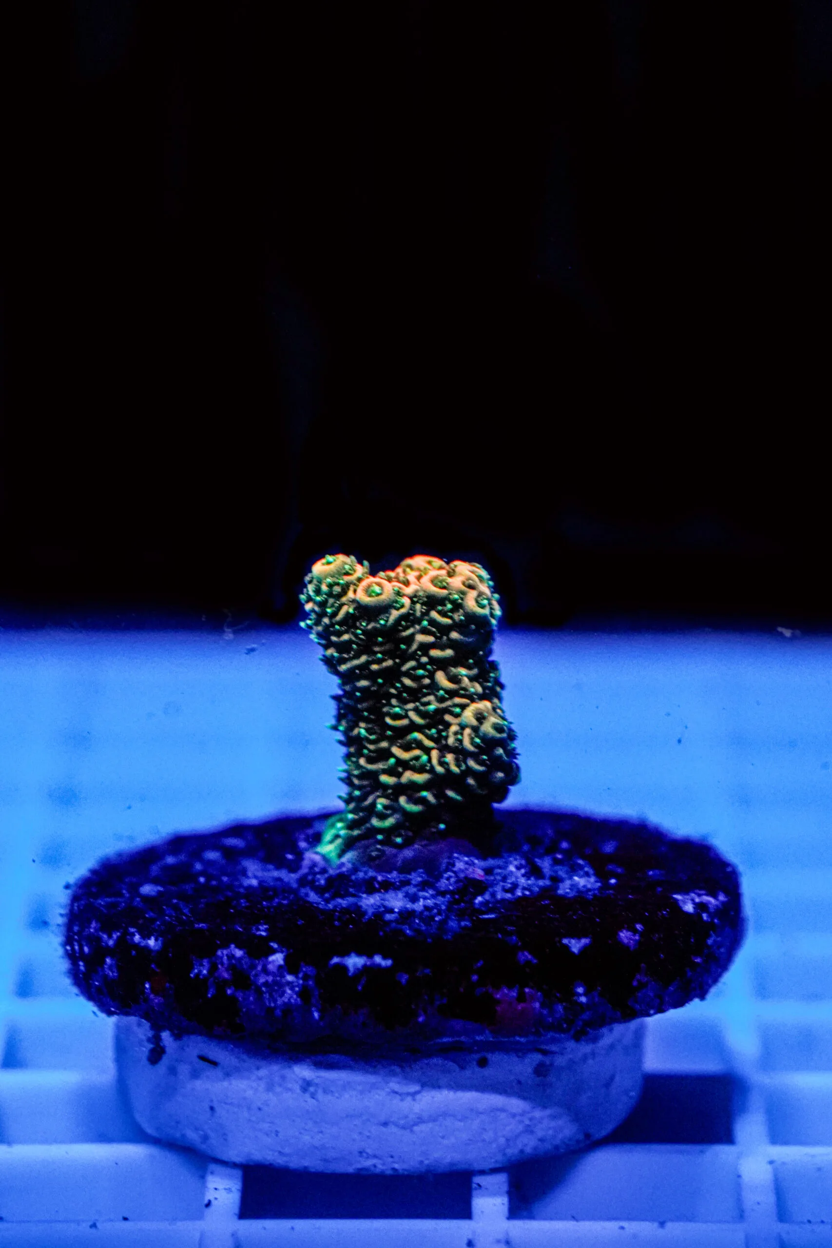 Acropora Talea WYSIWYG7 – Corallo SPS - immagine 2