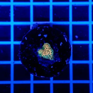 Acropora Talea WYSIWYG7 – Corallo SPS