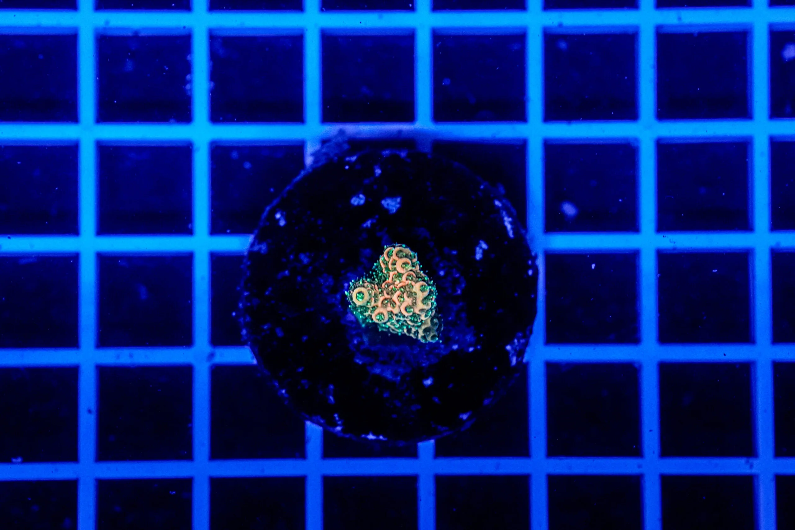 Acropora Talea WYSIWYG7 – Corallo SPS