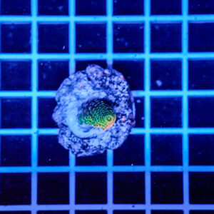 Acropora Talea WYSIWYG8 – Corallo SPS