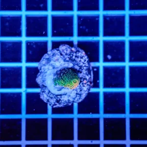 Acropora Talea WYSIWYG8 – Corallo SPS