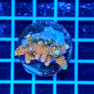 Acropora Talea WYSIWYG9 – Corallo SPS