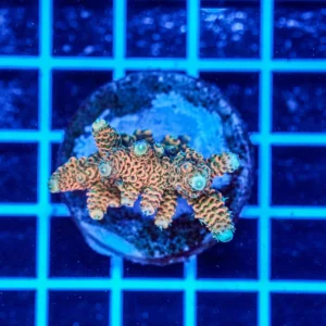 Acropora Talea WYSIWYG9 – Corallo SPS