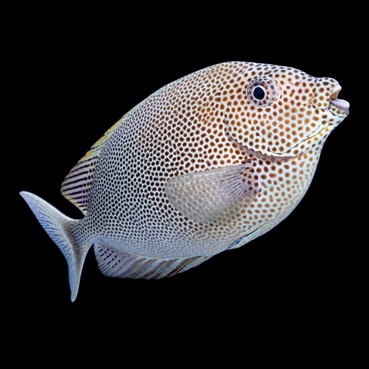STELLATUS