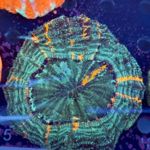Acanthophyllia Ultra WYSIWYG – Corallo LPS