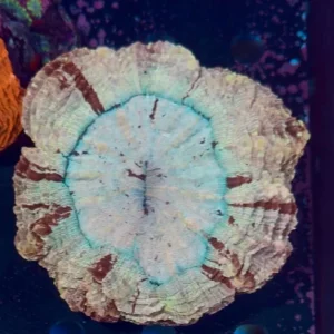 Acanthophyllia Ultra XL WYSIWYG2 – Corallo LPS
