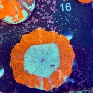 Acanthophyllia Red WYSIWYG – Corallo LPS