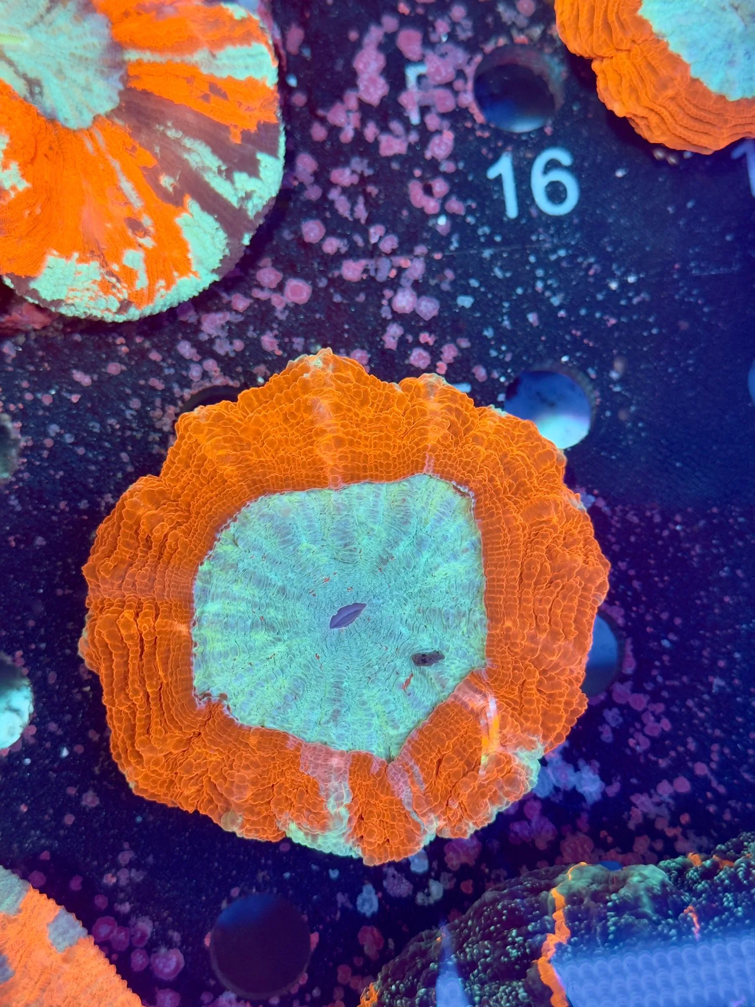Acanthophyllia Red WYSIWYG – Corallo LPS