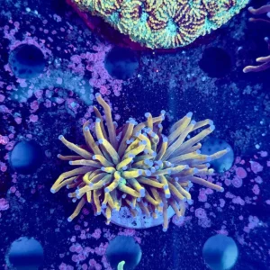 Euphyllia glabrescens Indo Gold WYSIWYG 2 teste – Corallo LPS | Marin Life
