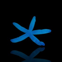 Linckia laevigata – Stella marina blu | Marin Life