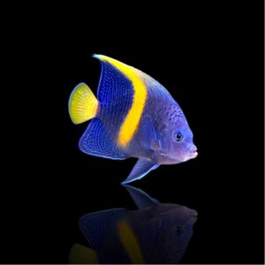 Pomacanthus maculosus S – Pesce angelo marino | Marin Life