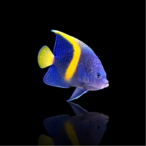 Pomacanthus maculosus S – Pesce angelo marino | Marin Life