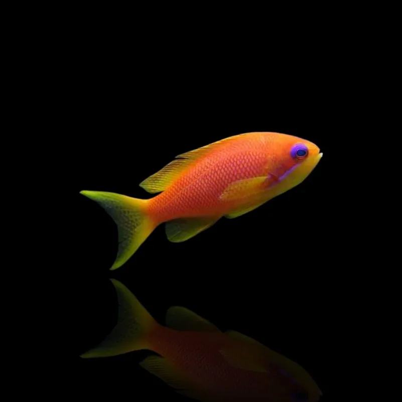 Pseudanthias squamipinnis – Anthias | Marin Life