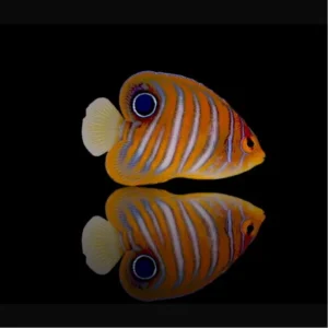 Pygoplites diacanthus Baby Special Pattern – Pesce angelo reale | Marin Life