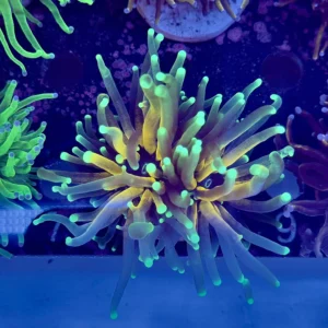 Euphyllia Glabrescens Tiger WYSIWYG 2 teste – Corallo LPS | Marin Life