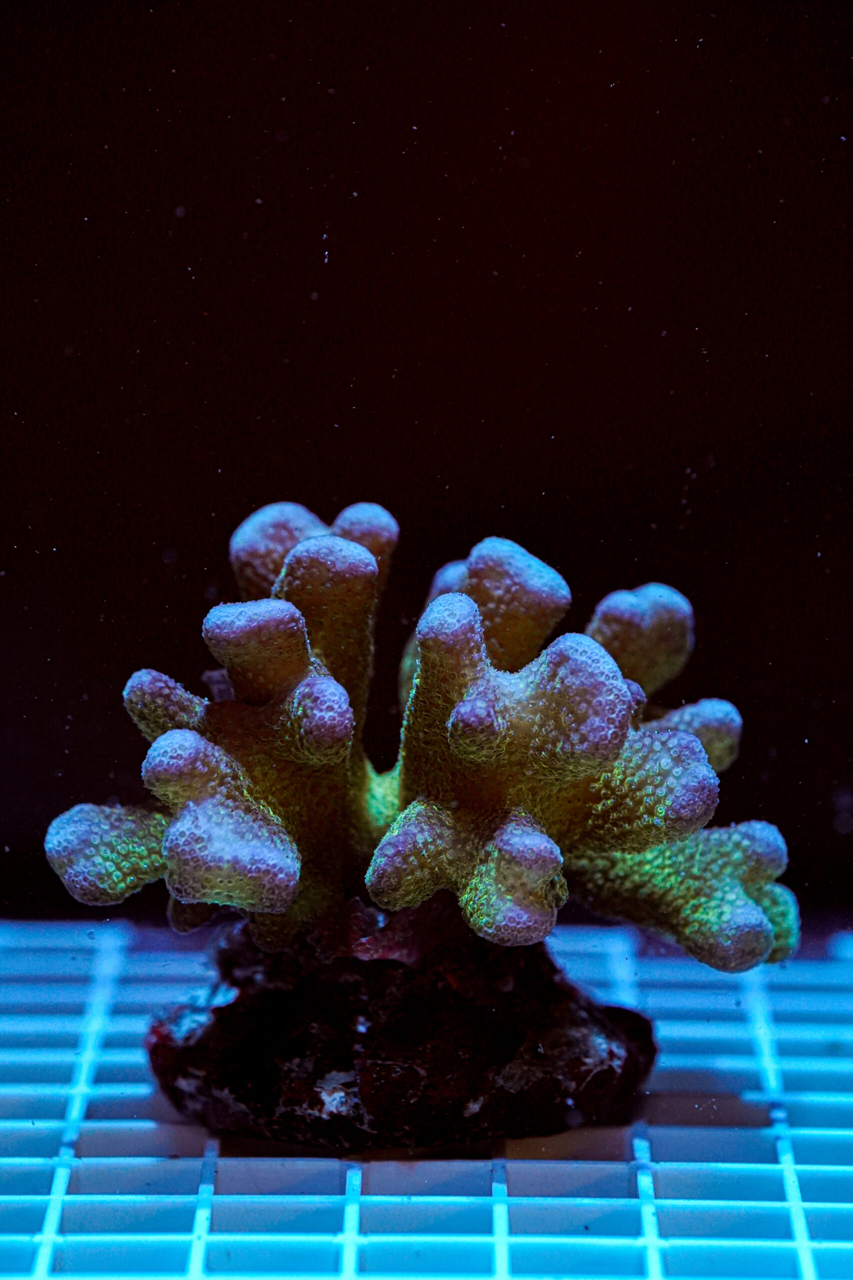 Stylophora pistillata Pink Green Tip WYSIWYG2 – Corallo SPS Marin Life - immagine 2
