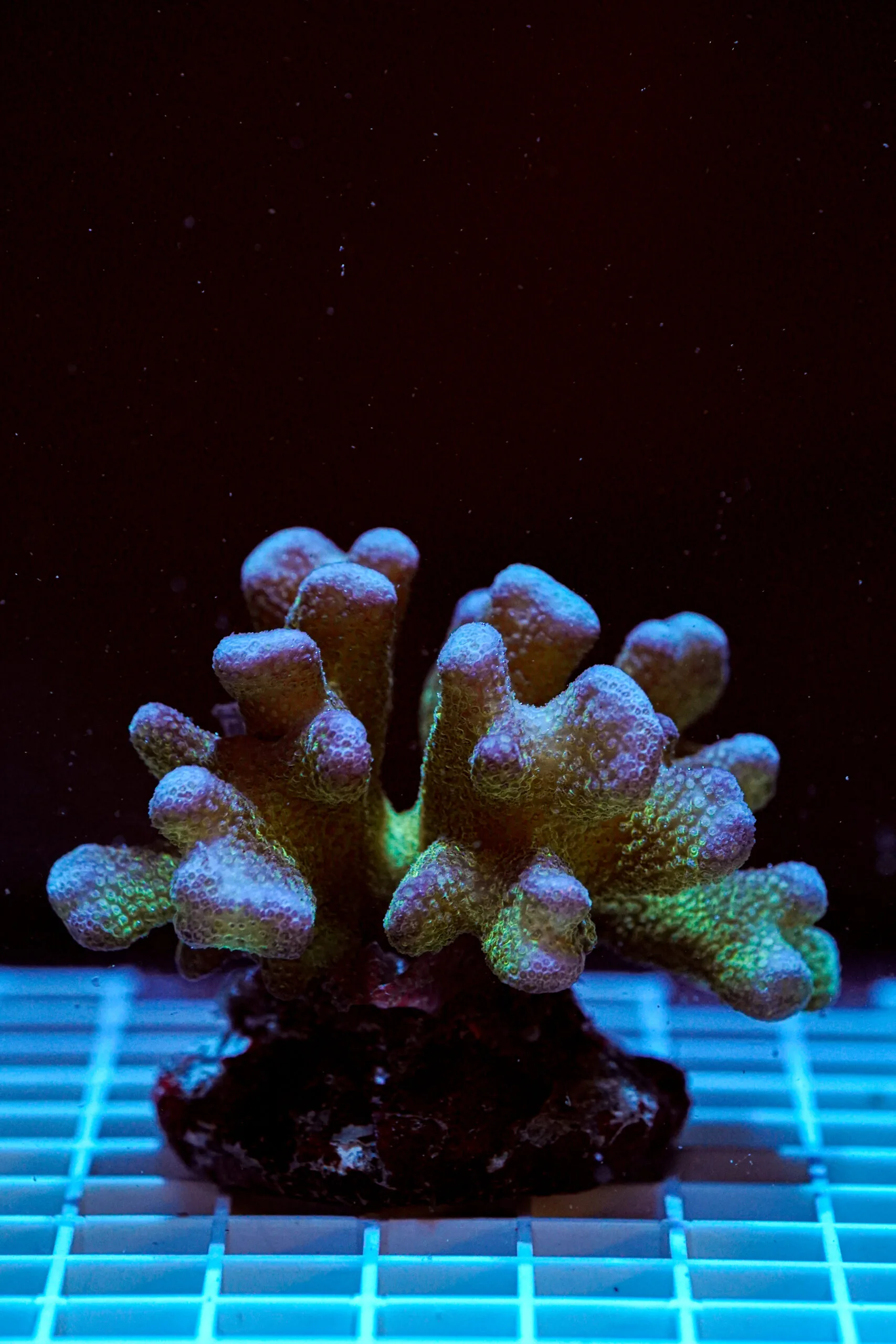 Stylophora pistillata Pink Green Tip WYSIWYG2 – Corallo SPS Marin Life - immagine 2