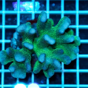 Stylophora pistillata Pink Green Tip WYSIWYG2 – Corallo SPS Marin Life