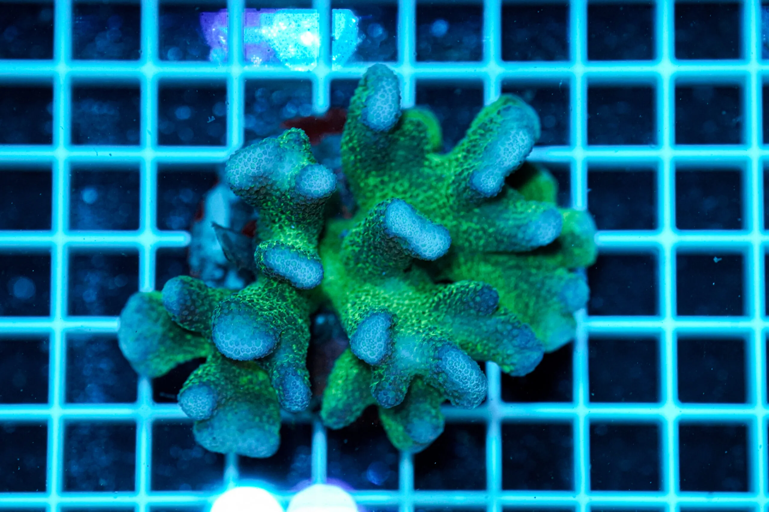 Stylophora pistillata Pink Green Tip WYSIWYG2 – Corallo SPS Marin Life