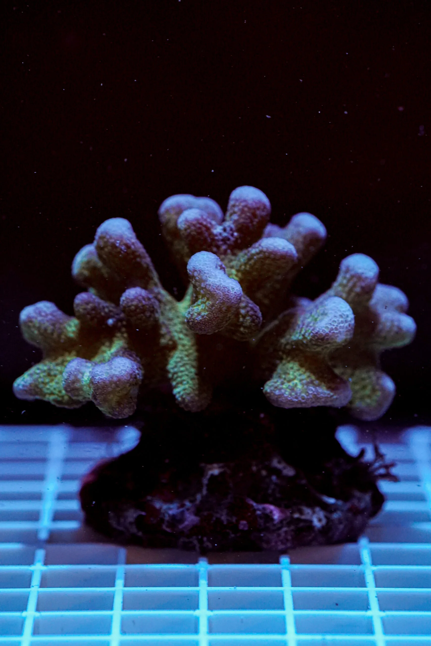 Stylophora pistillata Pink Green Tip WYSIWYG3 – Corallo SPS Marin Life - immagine 2
