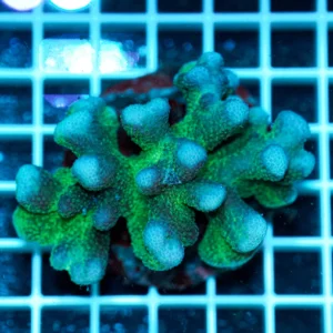 Stylophora pistillata Pink Green Tip WYSIWYG3 – Corallo SPS Marin Life