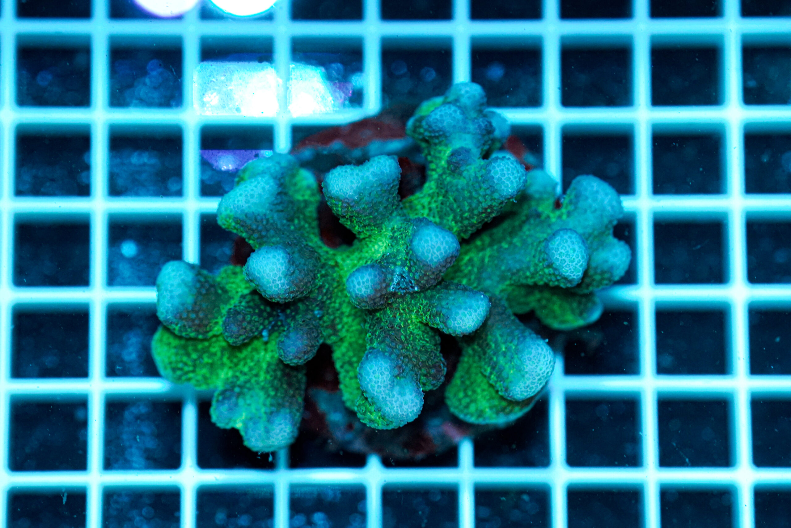 Stylophora pistillata Pink Green Tip WYSIWYG3 – Corallo SPS Marin Life