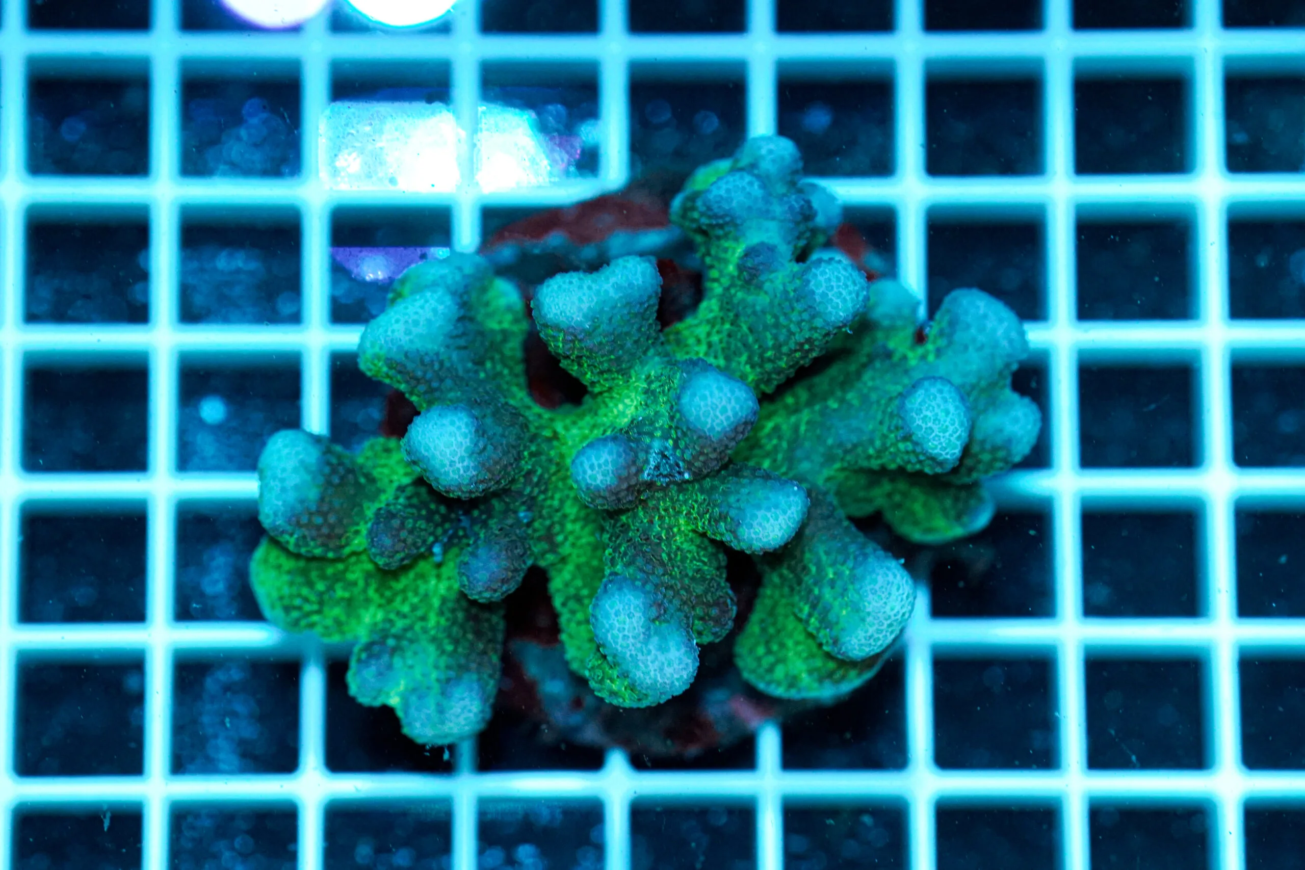Stylophora pistillata Pink Green Tip WYSIWYG3 – Corallo SPS Marin Life