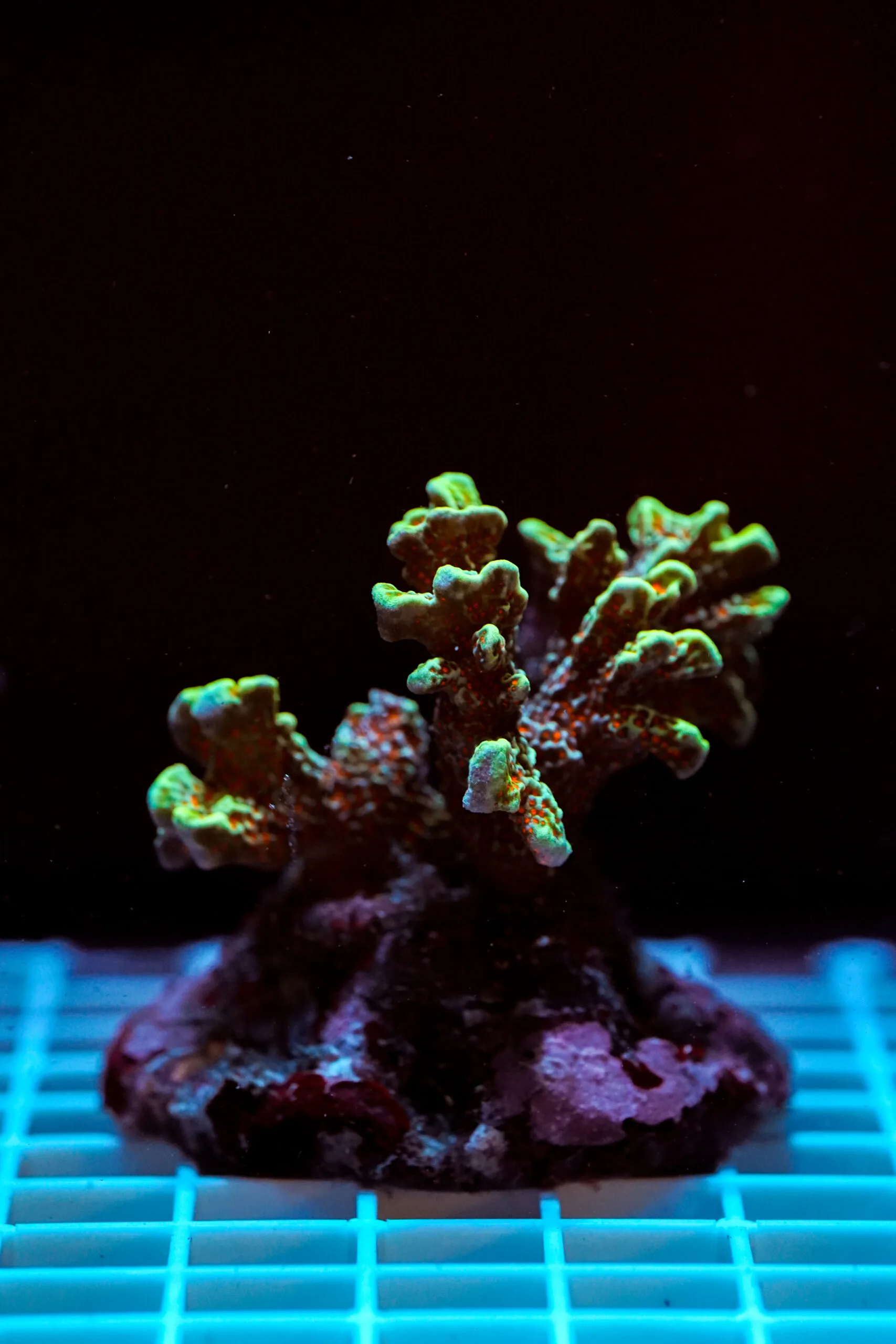 Montipora Forest Fire WYSIWYG – Corallo SPS Marin Life - immagine 2
