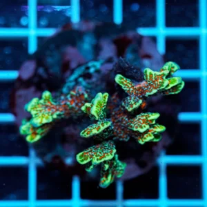 Montipora Forest Fire WYSIWYG – Corallo SPS Marin Life