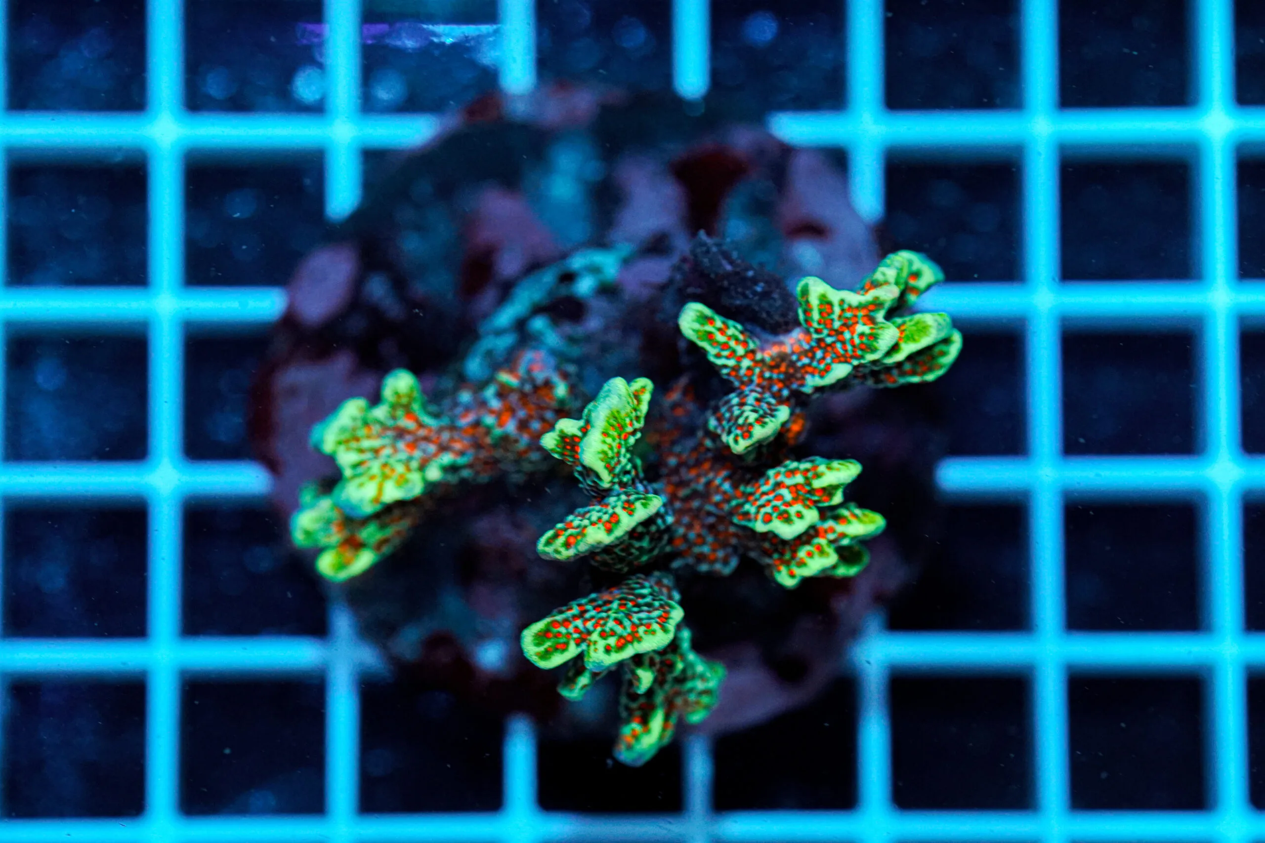 Montipora Forest Fire WYSIWYG – Corallo SPS Marin Life