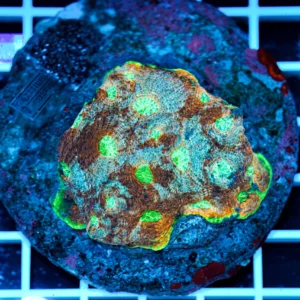 Acanthastrea echinata WYSIWYG – Corallo LPS