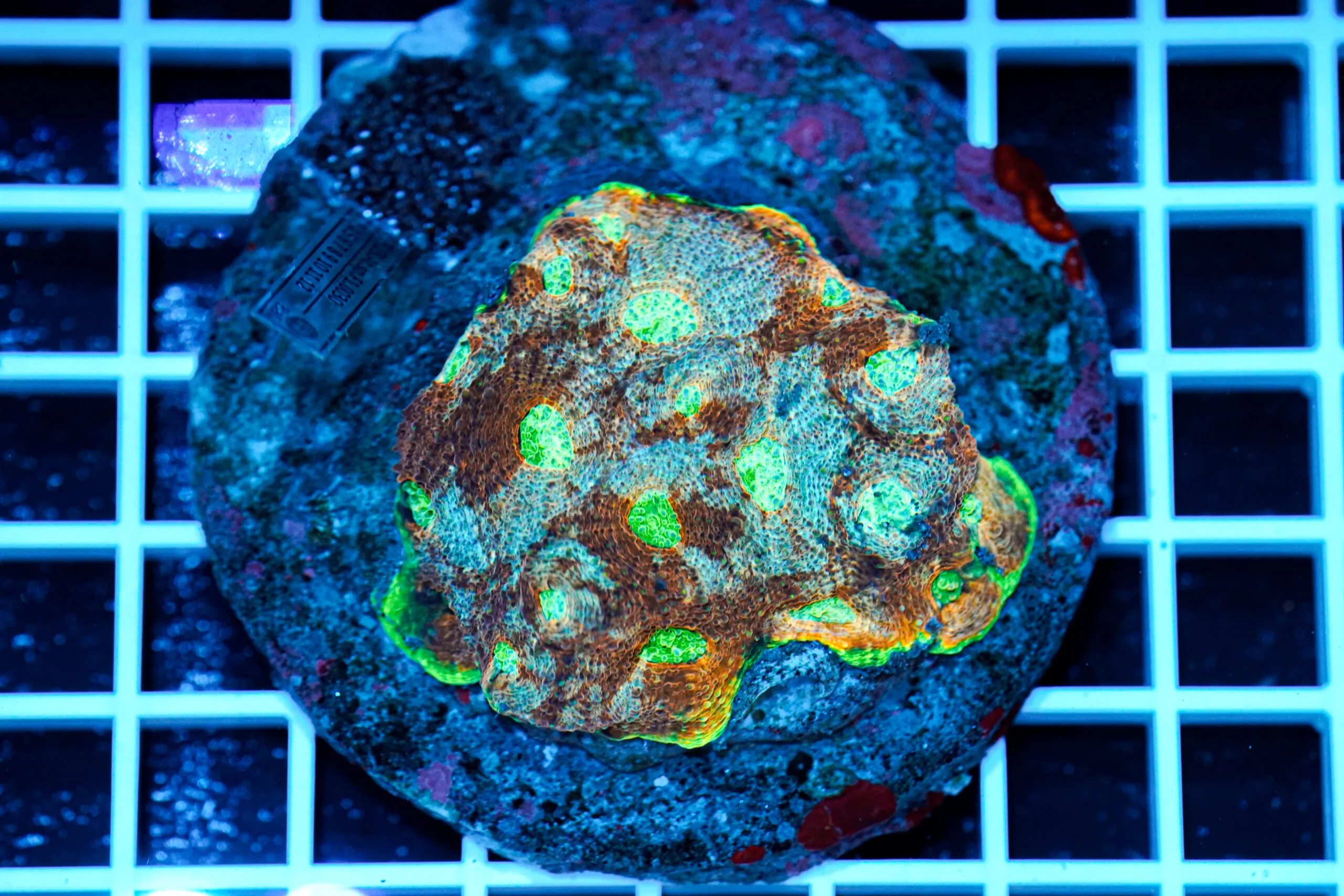 Acanthastrea echinata WYSIWYG – Corallo LPS