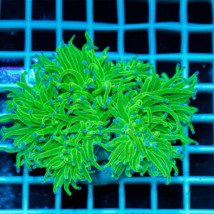 Euphyllia glabrescens Blue Berry Multi Head – Corallo LPS Marin Life