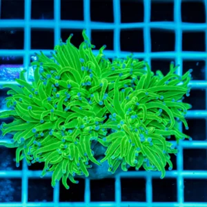 Euphyllia glabrescens Blue Berry Multi Head – Corallo LPS Marin Life