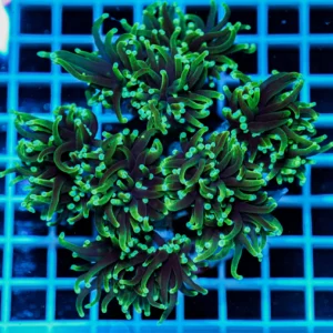 Euphyllia glabrescens Rasta Torch Multi Head – Corallo LPS Marin Life