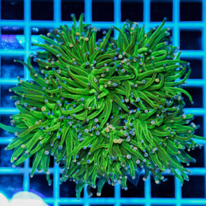 Euphyllia glabrescens Cotton Candy Multi Head – Corallo LPS Marin Life