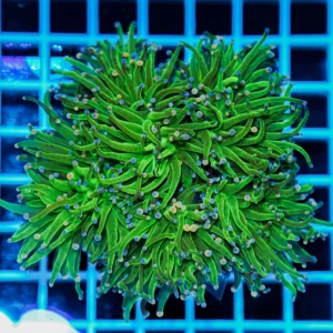 Euphyllia glabrescens Cotton Candy Multi Head – Corallo LPS Marin Life