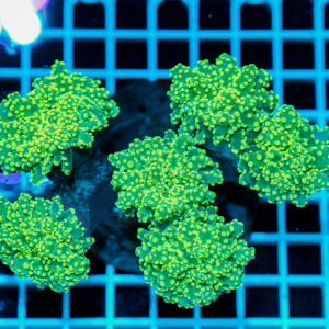 Euphyllia paradivisa Green Frogspawn Multi Head – Corallo LPS Marin Life