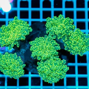 Euphyllia paradivisa Green Frogspawn Multi Head – Corallo LPS Marin Life