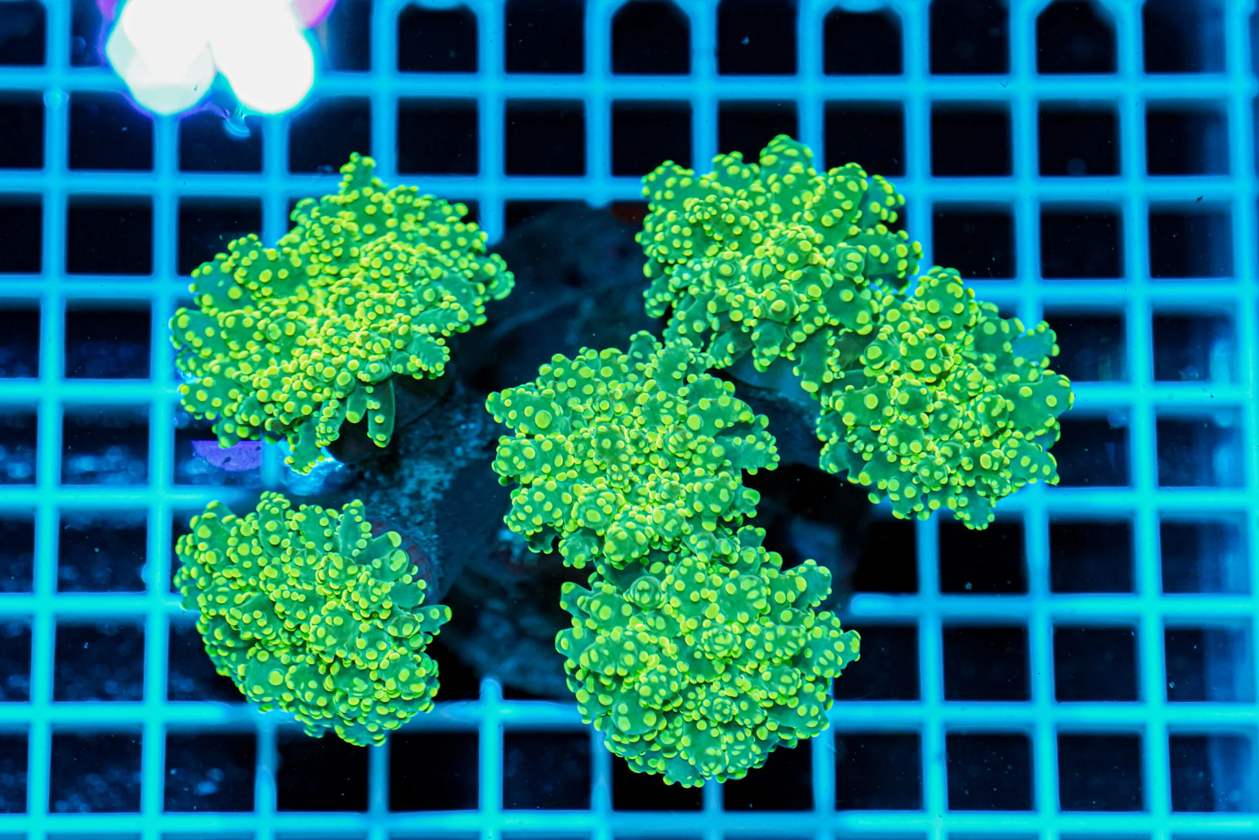 Euphyllia paradivisa Green Frogspawn Multi Head – Corallo LPS Marin Life