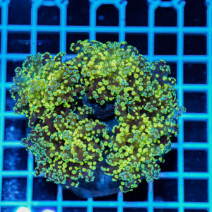 Euphyllia cristata Green Frogspawn Multi Head – Corallo LPS Marin Life