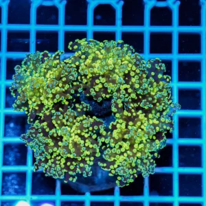 Euphyllia cristata Green Frogspawn Multi Head – Corallo LPS Marin Life