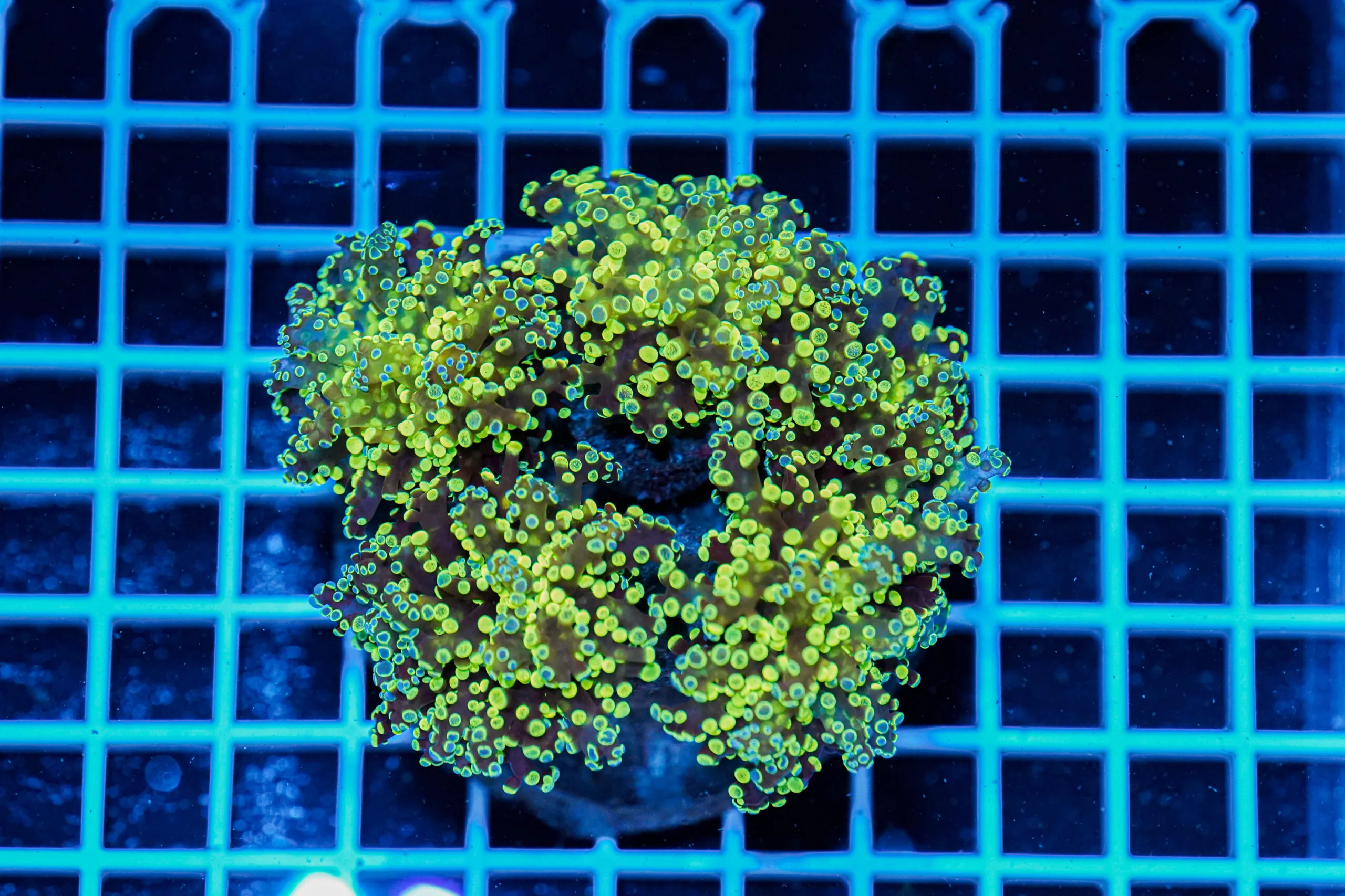 Euphyllia cristata Green Frogspawn Multi Head – Corallo LPS Marin Life