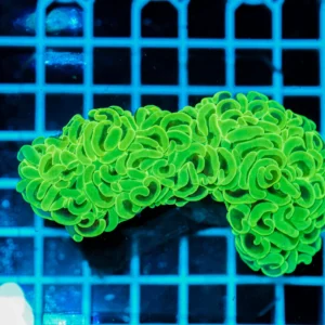 Euphyllia ancora Green WYSIWYG – Corallo LPS Marin Life