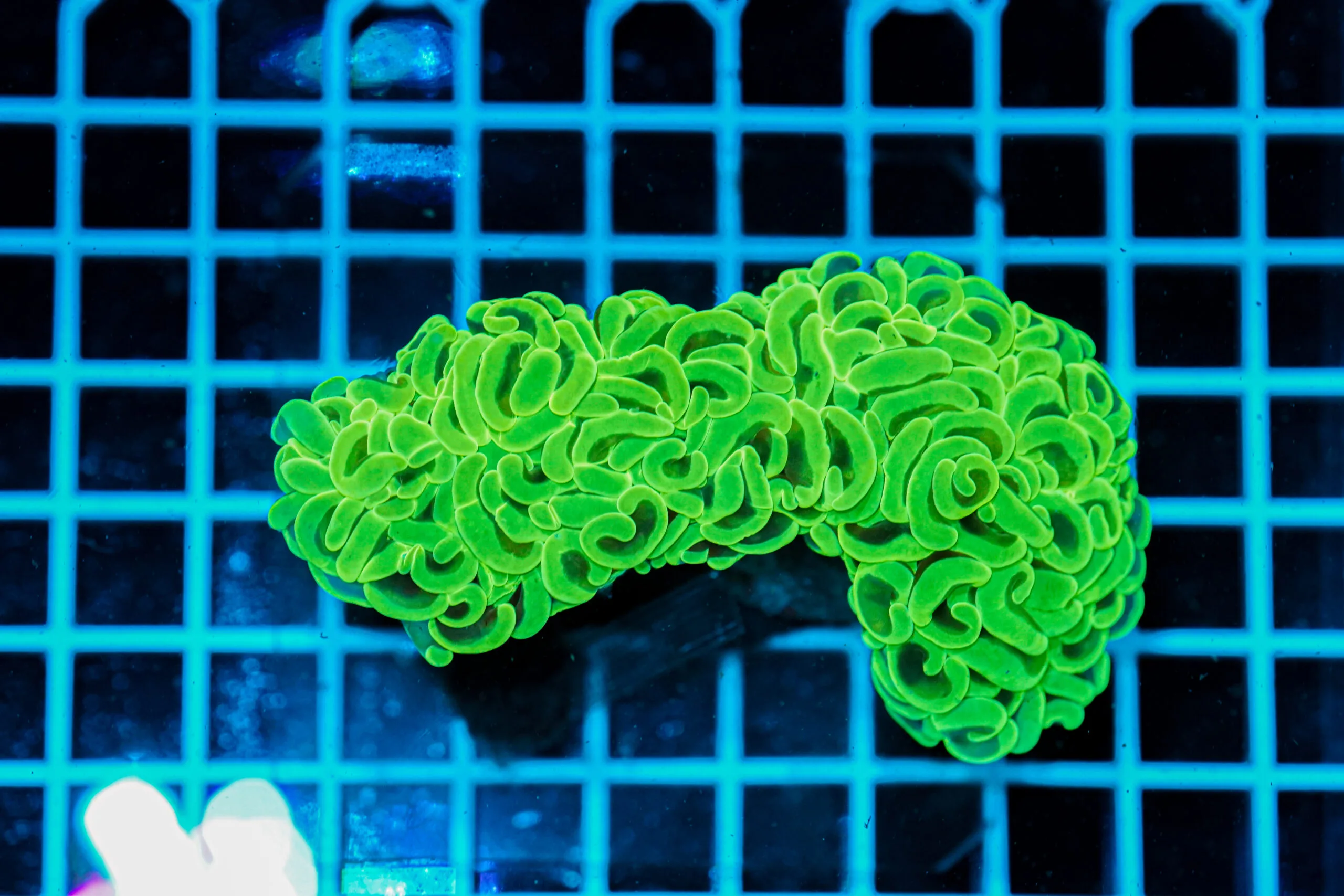 Euphyllia ancora Green WYSIWYG – Corallo LPS Marin Life