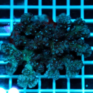 Pocillopora damicornis – Corallo SPS Marin Life