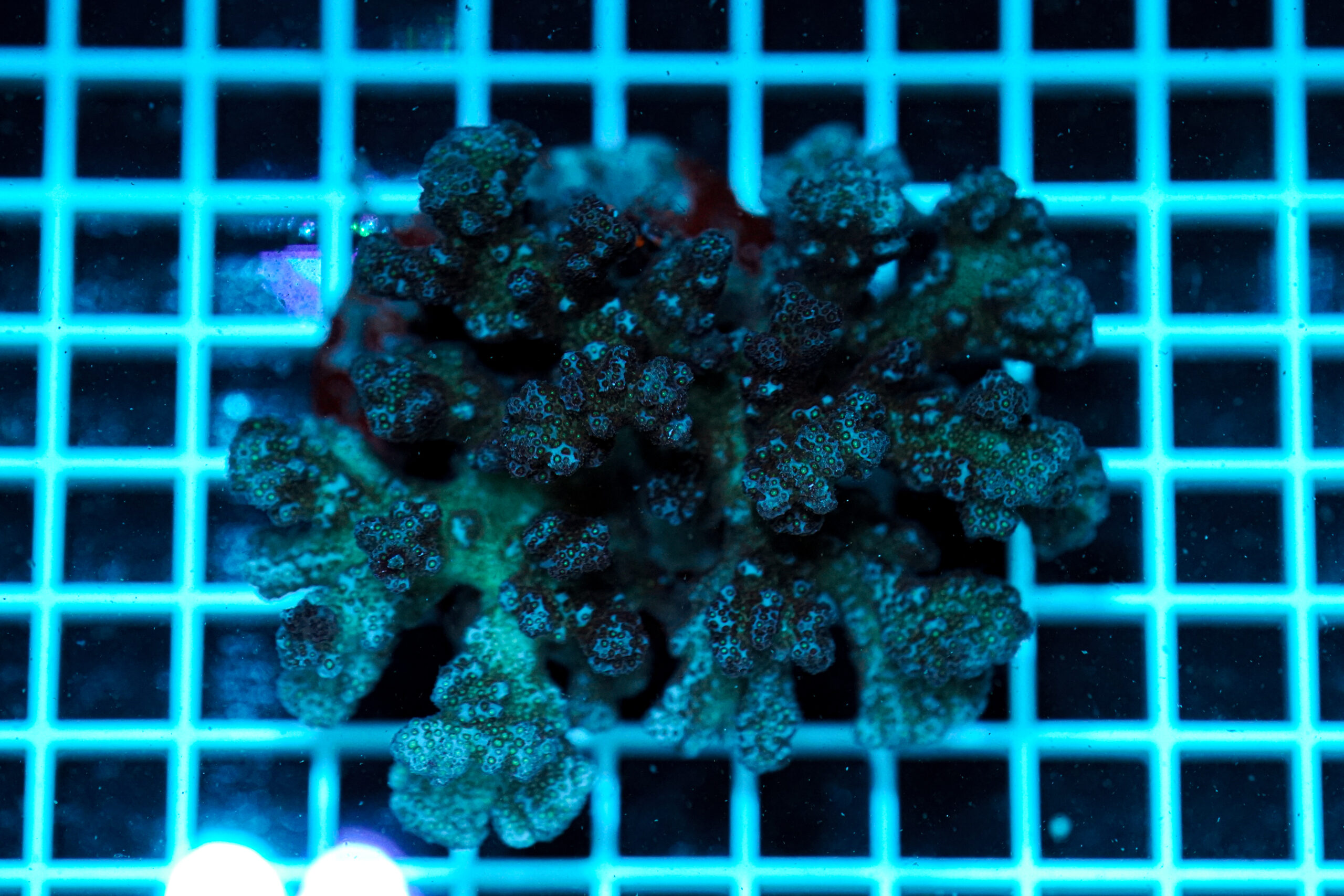 Pocillopora damicornis – Corallo SPS Marin Life