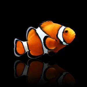 Amphiprion percula Edge Black True Percula – Pesce pagliaccio Marin Life