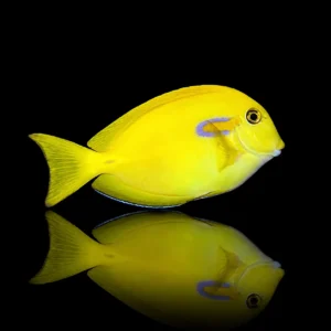 Acanthurus olivaceus – Pesce chirurgo olivaceo | Marin Life