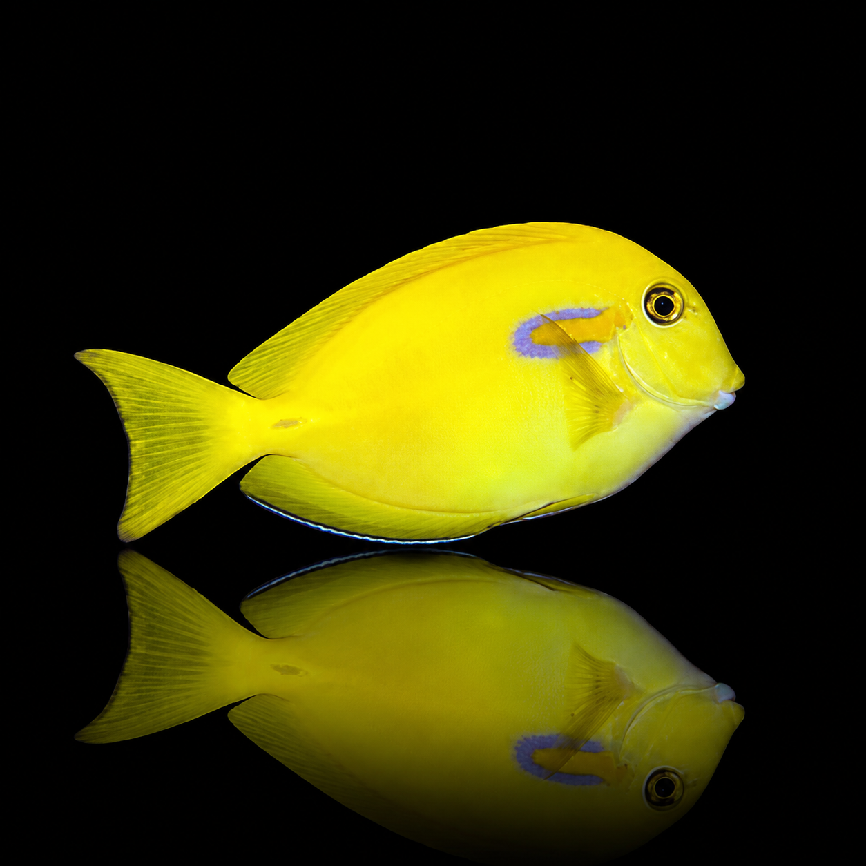 Acanthurus olivaceus – Pesce chirurgo olivaceo | Marin Life